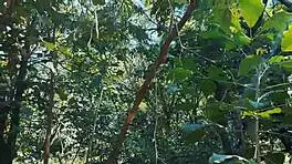 Teasing in the woods leads to first time adventure