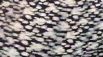 Teen Webcam Dancing to Reggaeton Mix 2