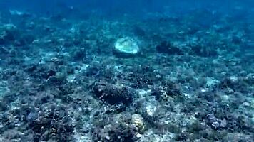 Time to Debate and Show Massive Poolside Toy. Watch Petite 18+ Handle Monster Gear!