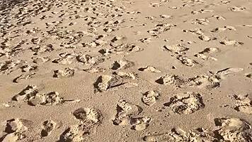 Work friend's huge cock creampies Brazilian slut on beach party