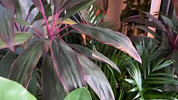 Naughty wife sneaks off cheating sucking huge cock riding cowgirl cumming everywhere 💦👅