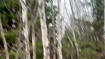 Petite Asian babe pees sexy in cool forest nature