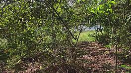 Fodendo anal na bunda apertada da namorada amadora