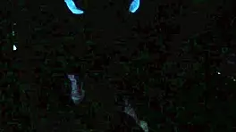 Scarlett johnson glows in blacklight pov sex.