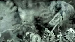 hey, check this wild nineteen 18+th century vintage porn!