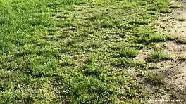 Bensoncon France Blonde European Gathering