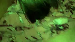 visiting big bootied milf waiting panty free wet