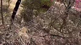 jungle gf choda! indian cutie fucked deep in forest 😈🌿