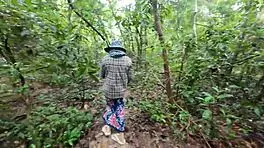 Thai village amateurs sneak passionate outdoor forest sex in crisp 4K