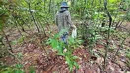 Thai village amateurs sneak passionate outdoor forest sex in crisp 4K