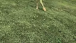 Teen Slut Deepthroats Coach For Post-Practice Cumshot