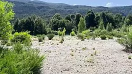 Lost in woods sexy argentinian bodybuilder milks my throbbing load outdoors