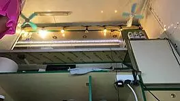 Boss pays extra for no panties pussy