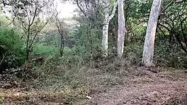 Horny Indian Girl Deepthroats Big Cock in Jungle Hindi