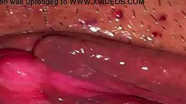 Amateur asian wife licks shaved wet pussy closeup post virginity loss