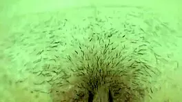 Melda spreads her horny wet Asian pussy so close-up!