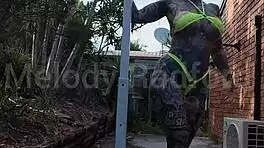 melody radford leaks micro bikini twerk and pole dance with huge ass shake