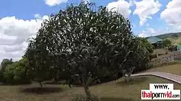 cute petite thai teen sucks massive white cock outdoors