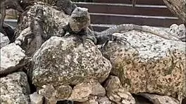 Redhead nympho babe teases creamy wet pussy on sandy beach vlog