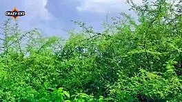 suggestive desi village beauty's intimate country encounter unfolds beautifully