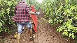 lobo devours lingerie latina chapeuzinho in forest bbc fuck