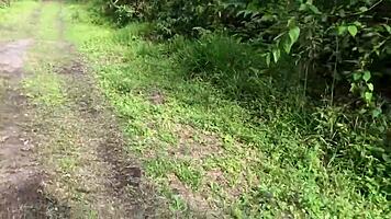 First time ANAL in PUBLIC, bent over with BIG TITS squirting wet.