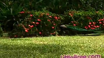 little bree rubs her pussy outdoors