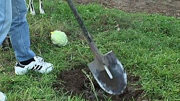 tight young assfucking with big cock and small tits