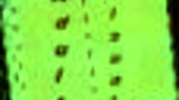 summertime saga episode with big ass focus