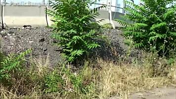 Young Blonde Teen Public Gang Bang Orgy Threesome On Street