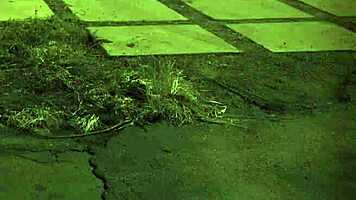 brazilian bdsm exploration for modern times