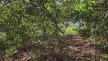 Anal pounding in girlfriend's tight ass - amateur