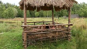 Brunette Banged Outdoors