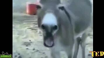 A Morena Patricia Limah Tira Tudo e Mostra a Bunda Gigante Que Ela Tem na Carona do Ted 89