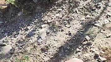 My stepniece was insatiable, we had to stop for sex