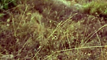 i gave a petite blowjob exhib in nature during my cyprus trip, it was so sexy with milf couple