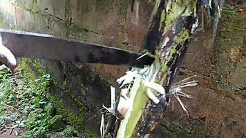 Young Girl Engages In Detailed Sexual Activity With Plantain Fruit In Oiled Garden Setting