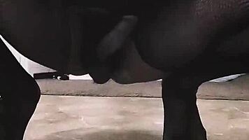 Ebony emo slut tavaius deshawn young chris brown biggest fan