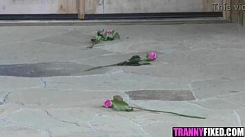 natalie mars trans girlfriend wrecks with big tits blowjob and ass havoc!